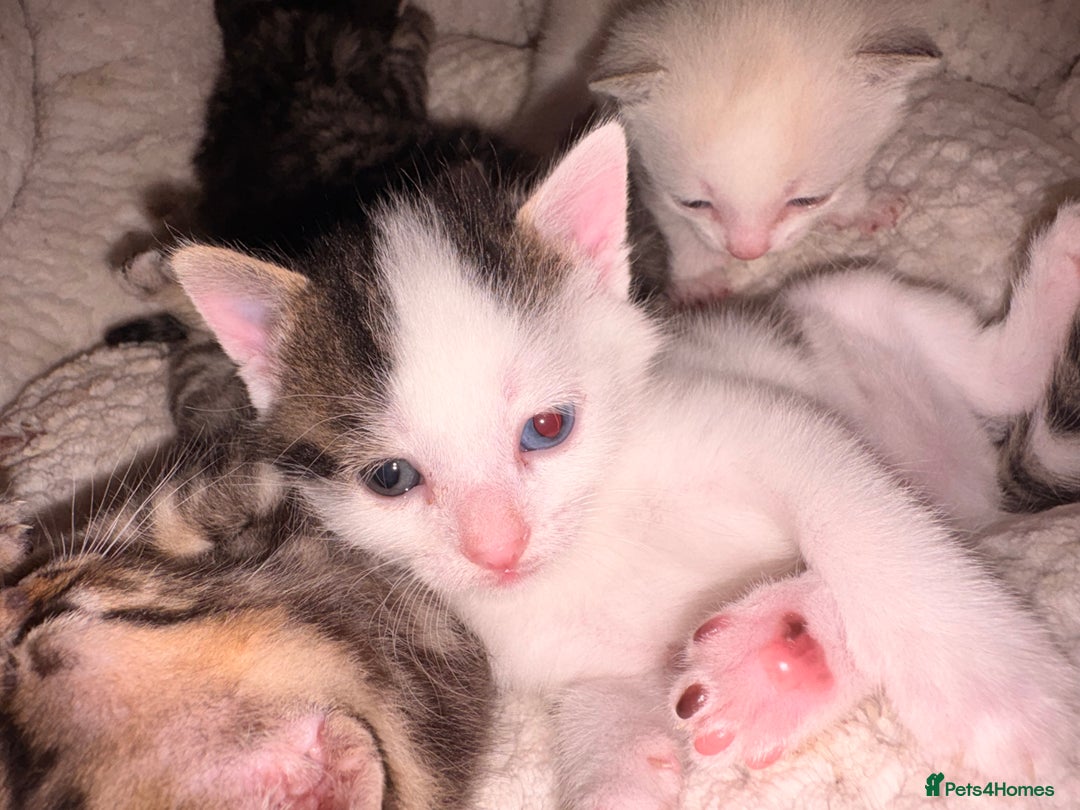 Mixed Breed cats for sale: 1 Female and 1 Male - Advert 12