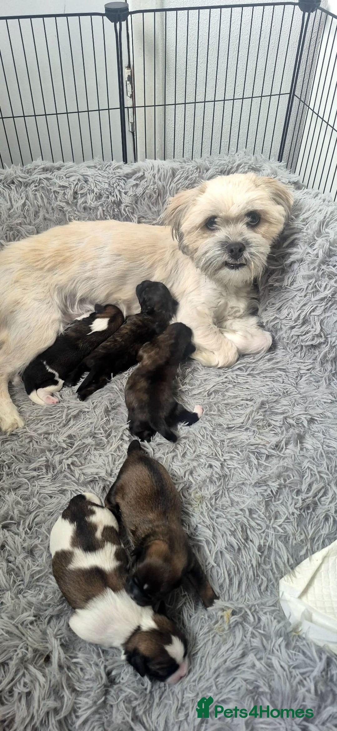 Lhasa Apso dogs for sale: Lhasa Apso  - Image 5