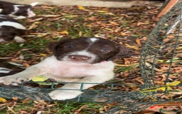 English Springer Spaniel dogs for sale: Stunning springer spaniel puppies for sale  - Image 7