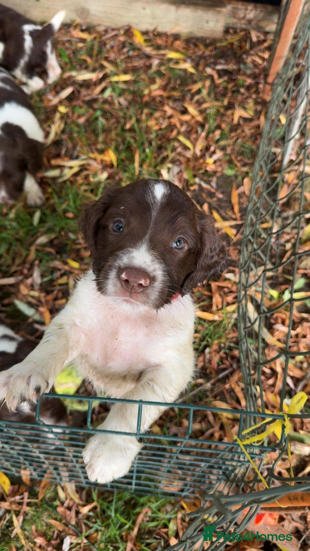 English Springer Spaniel dogs for sale: Stunning springer spaniel puppies for sale  - Image 7