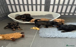 Schnoodle dogs for sale: F1 Puppy schnoodles - Image 12