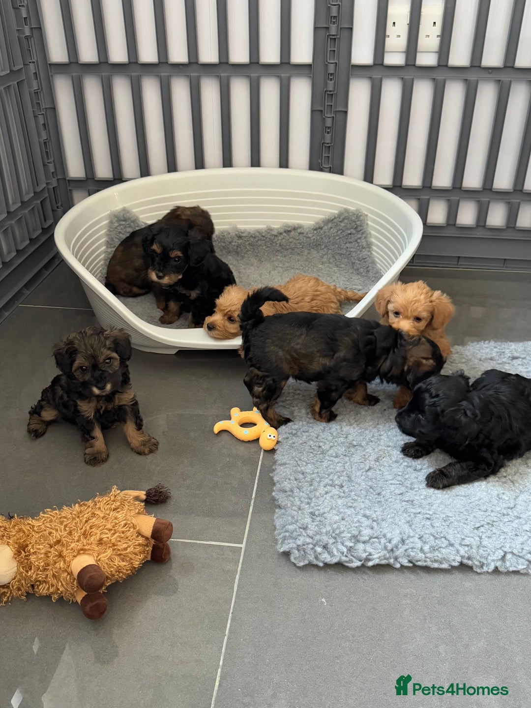 Schnoodle dogs for sale: F1 Puppy schnoodles - Image 12