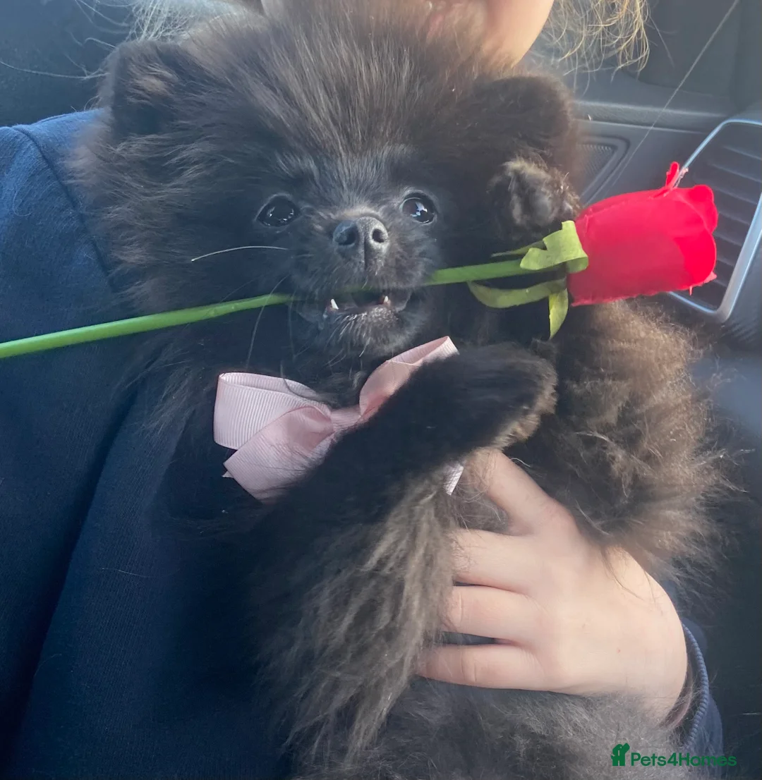 Pomeranian dogs for stud: Stud KC registered Pomeranian - Advert 1