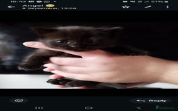 Mixed Breed cats for sale: Cute kittens  - Image 7