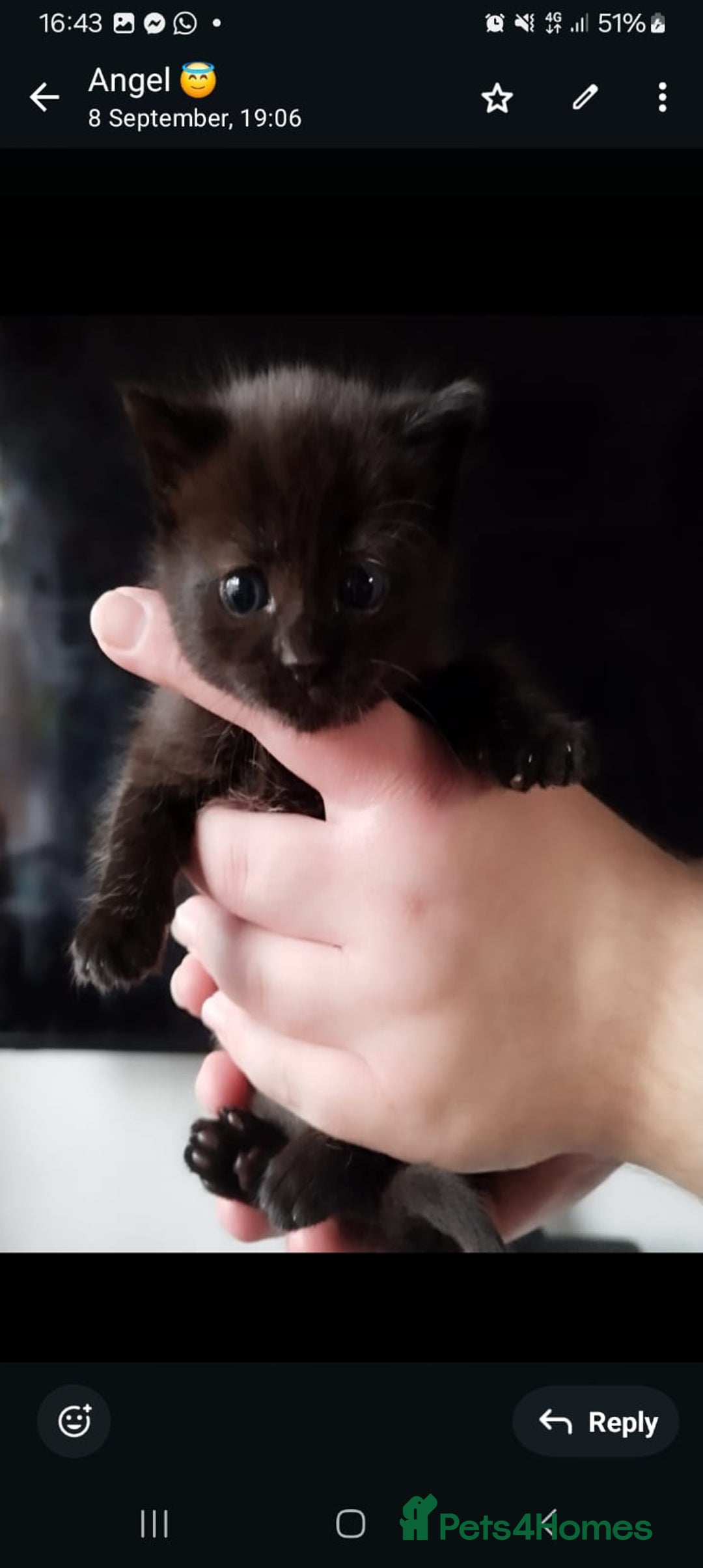 Mixed Breed cats for sale: Cute kittens  - Image 7