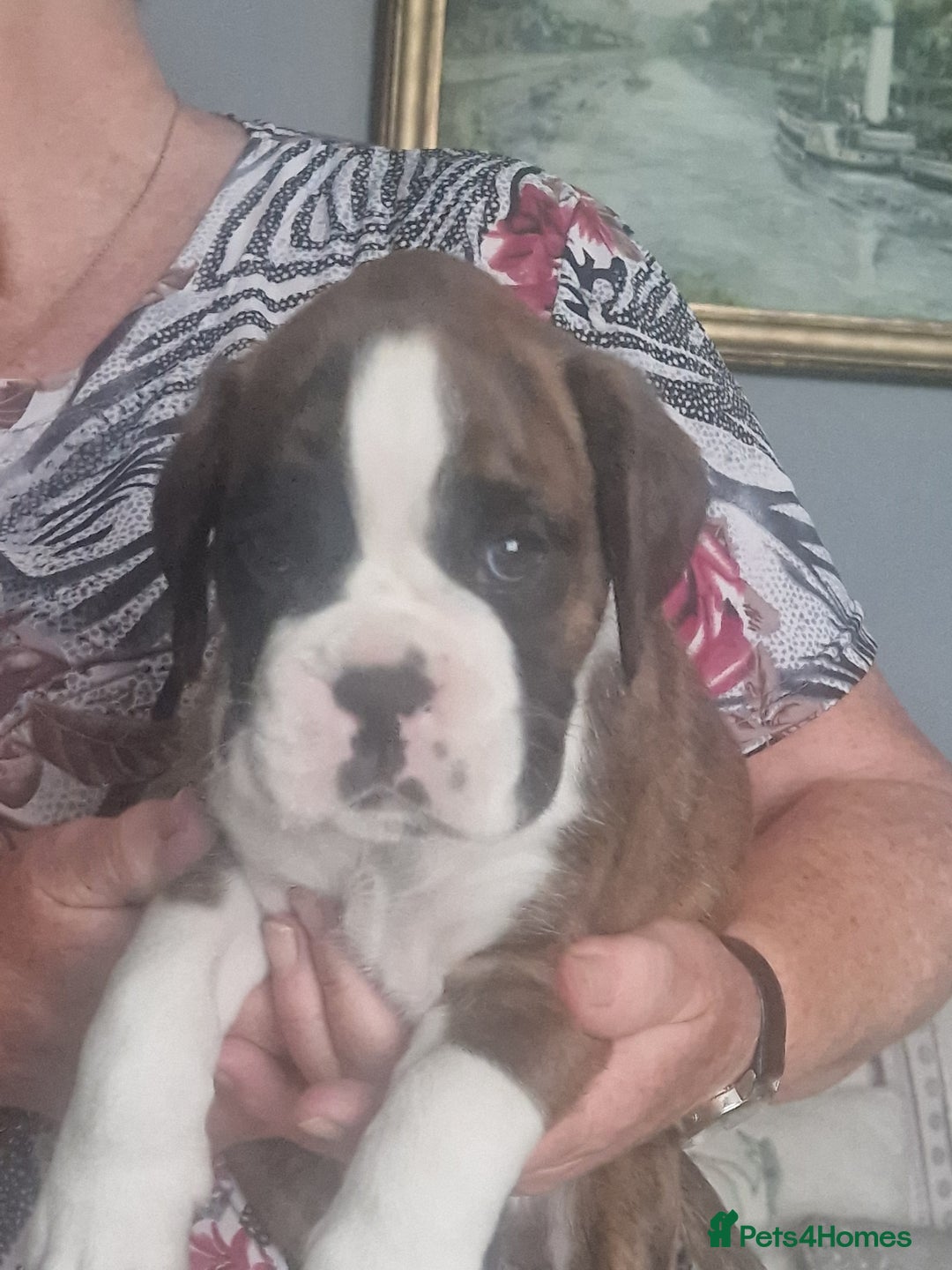 Boxer dogs for sale: Boxer puppies - Image 5