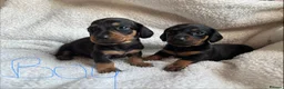 Miniature Dachshund dogs for sale: Beautiful miniature dachshunds 🤍 - Advert 4