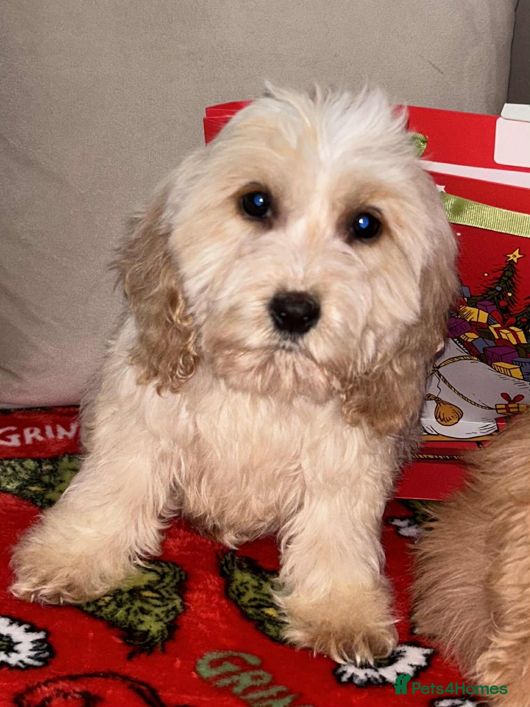 Cockapoo dogs for sale: Stunning cockapoo puppies - Advert 25