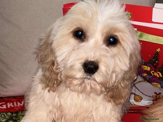 Cockapoo dogs Stunning cockapoo puppies - Advert 2