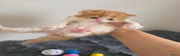 Mixed Breed cats for sale: Adorable Ragdoll x Persian Kittens.  in Dunstable - Advert 35