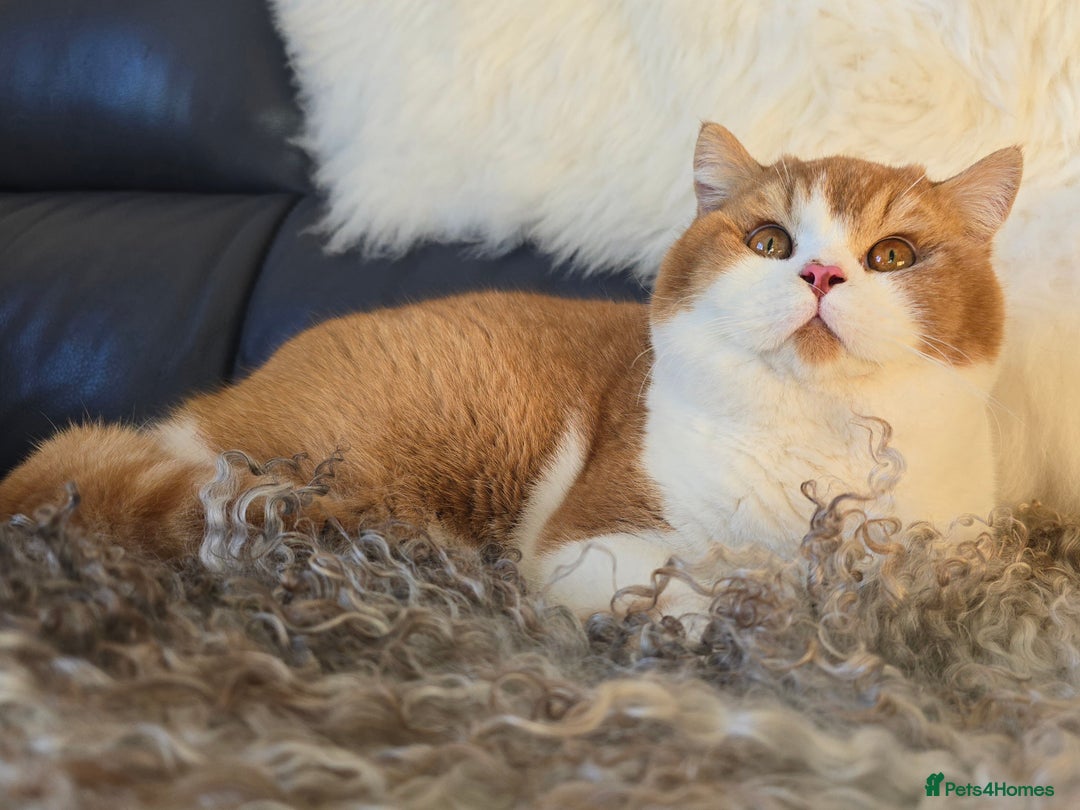 British Shorthair cats for sale: Stunning British Shorthair Kittens  - Image 15