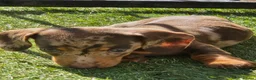 Miniature Dachshund dogs for sale: Minature dachshunds - Advert 2