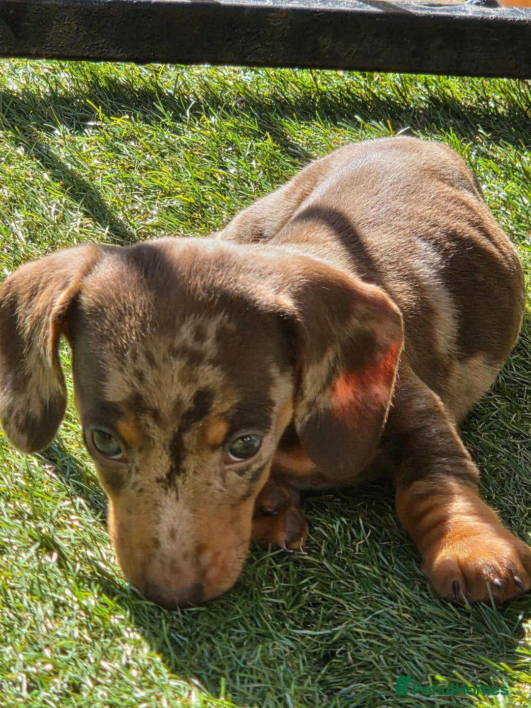 Miniature Dachshund dogs for sale: Minature dachshunds - Advert 2