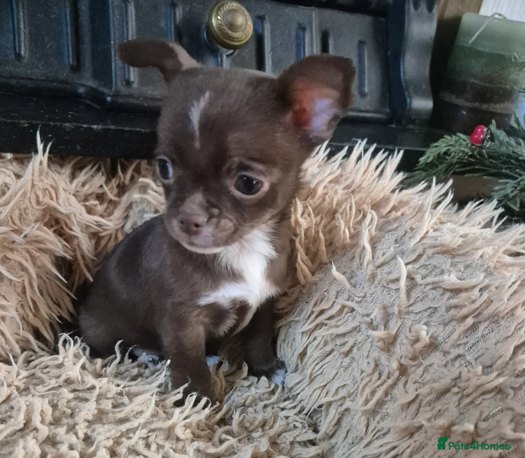 Chihuahua dogs for sale: KC chihuahua puppies  - Advert 5