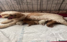 Mixed Breed dogs for sale: cavapoo pups - Image 8