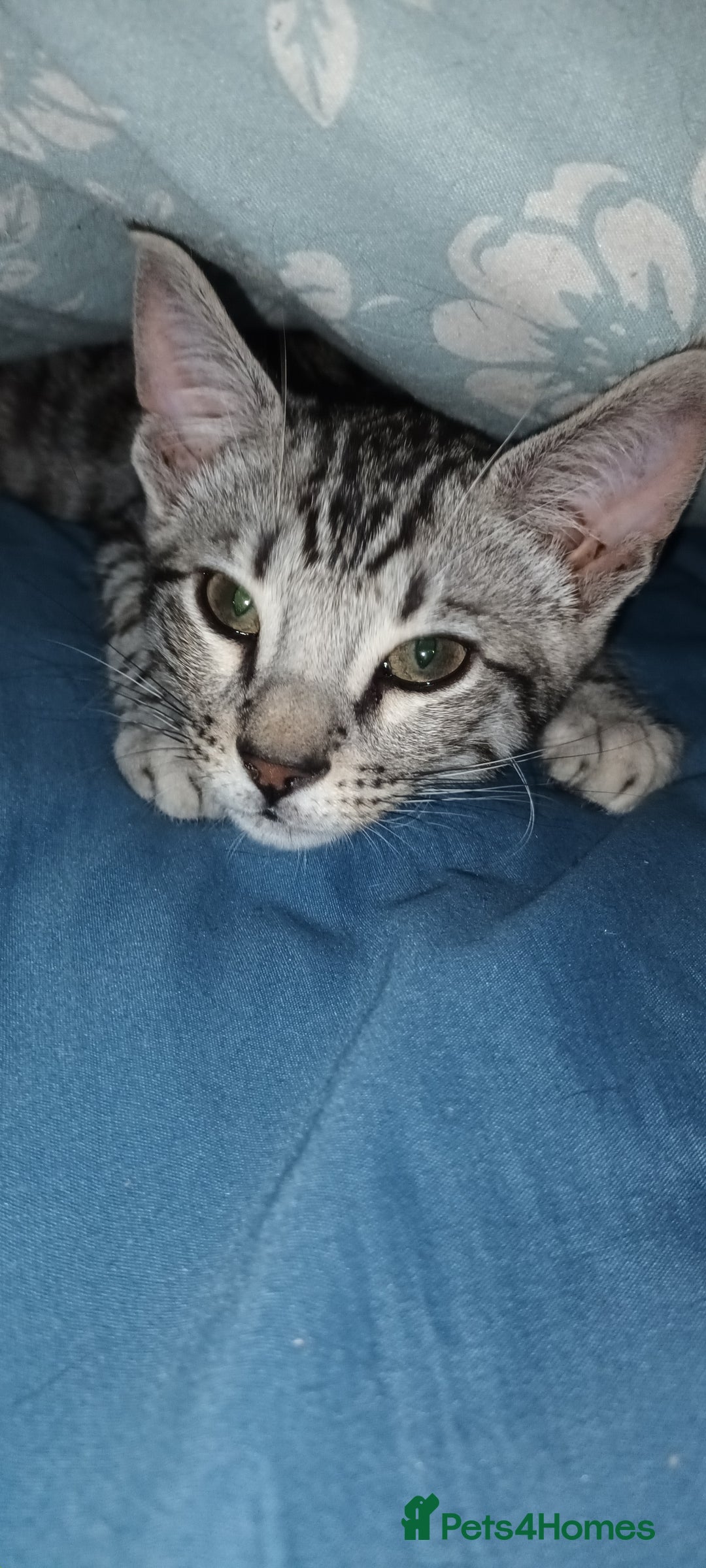 Bengal cats for sale: Bengal cross male kitten - Image 7