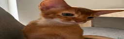Abyssinian cats for sale: Stunning Abyssinian champion line kittens-last boy - Advert 24