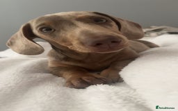 Miniature Dachshund dogs for sale: Olive  - Advert 2