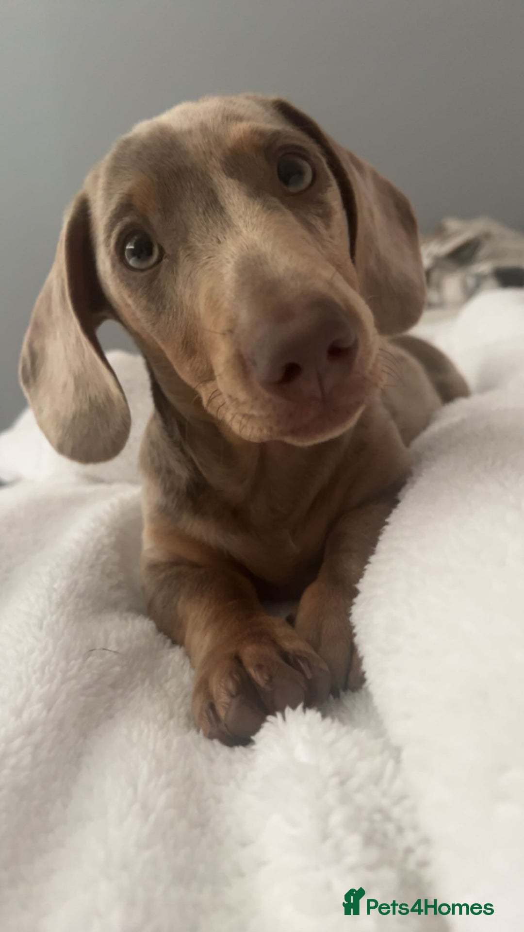 Miniature Dachshund dogs for sale: Olive  - Advert 2