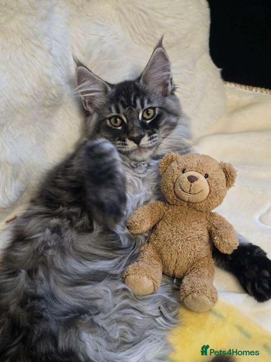 Maine Coon cats Maine Coon Kittens  - Advert 1