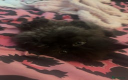 Persian cats for sale: Persian kitten for sale  - Image 4