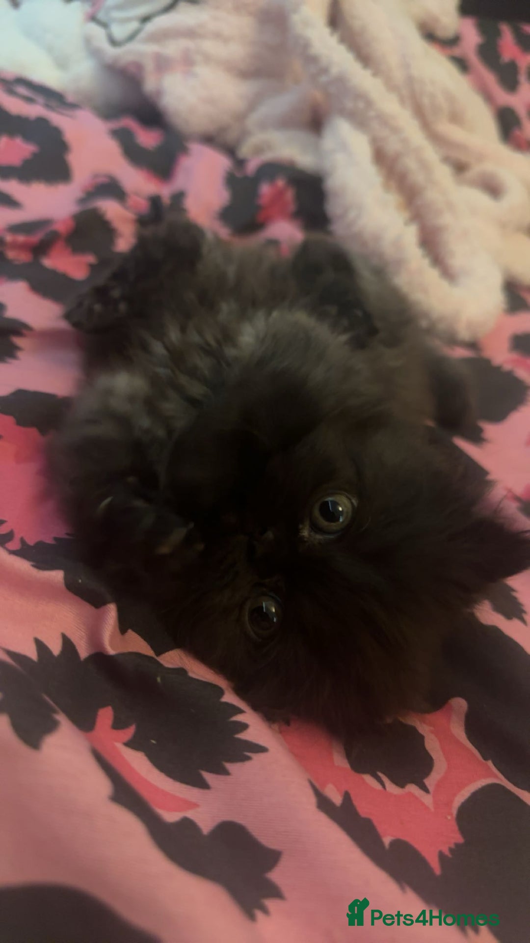 Persian cats for sale: Persian kitten for sale  - Image 4