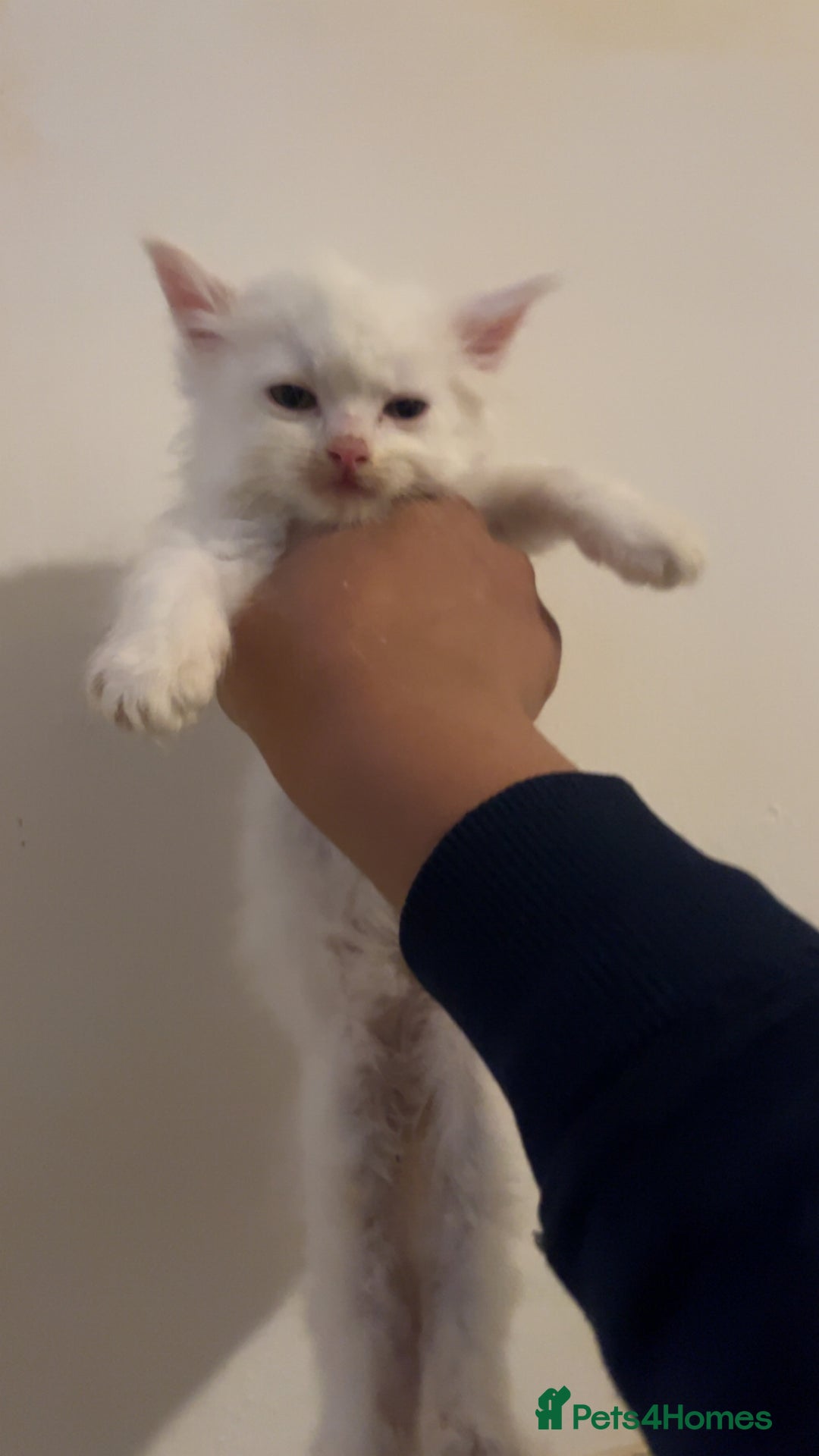 Domestic Shorthair cats for sale: cute calico kittens - Advert 3