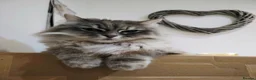 Siberian cats for sale: Stunning older Siberian cats for sale - Advert 7