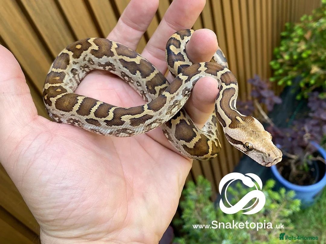 Python Snake reptiles for sale: UKCB'25 Sri Lanka Indian Pythons (Molurus/Pimbura) - Image 2