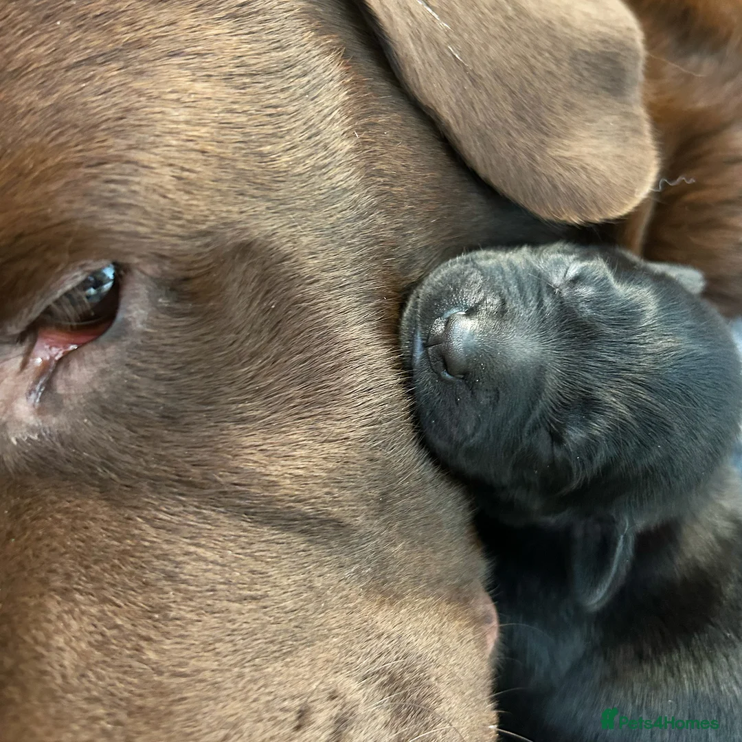 Borador dogs for sale: Borador Puppies - Fully Health Tested - Advert 6