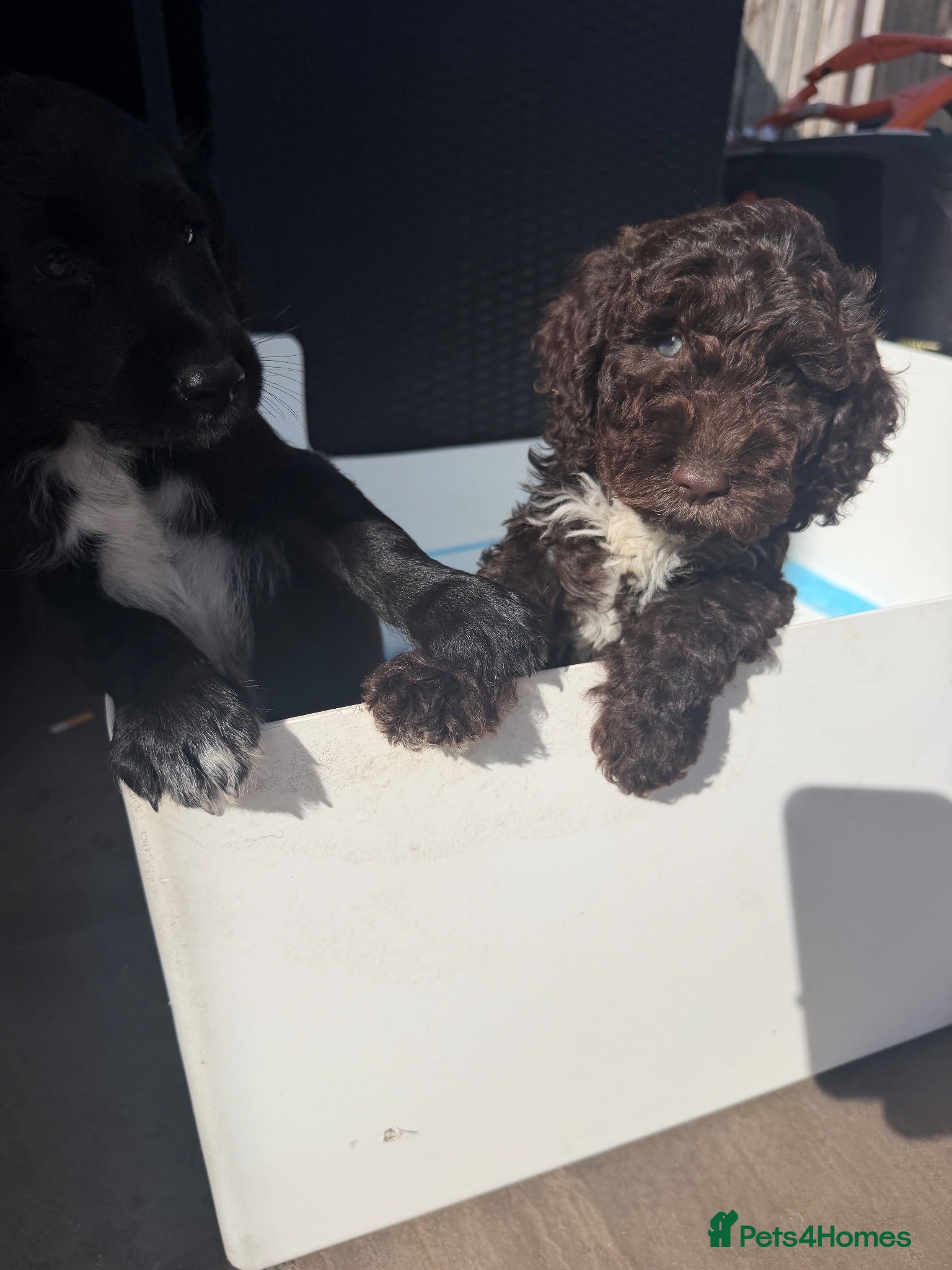 Cockapoo dogs Beautiful f1 cockapoos puppies  - Advert 1