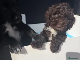 Cockapoo dogs Beautiful f1 cockapoos puppies - Advert 4