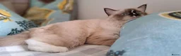 Ragdoll cats for sale: 💠FiFe registered Ragdoll kittens for sale💠 in Bristol - Advert 25