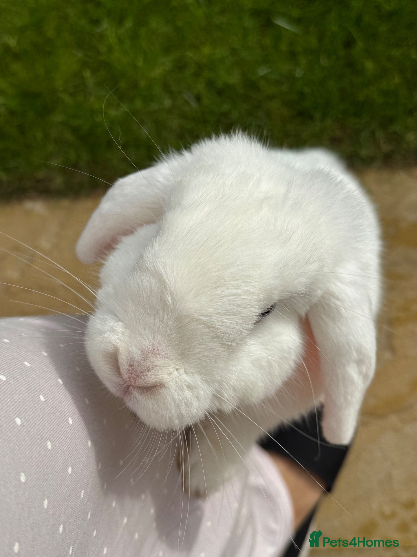 Mini Lop rabbits 17 month Female Mini lop looking for new home - Advert 2