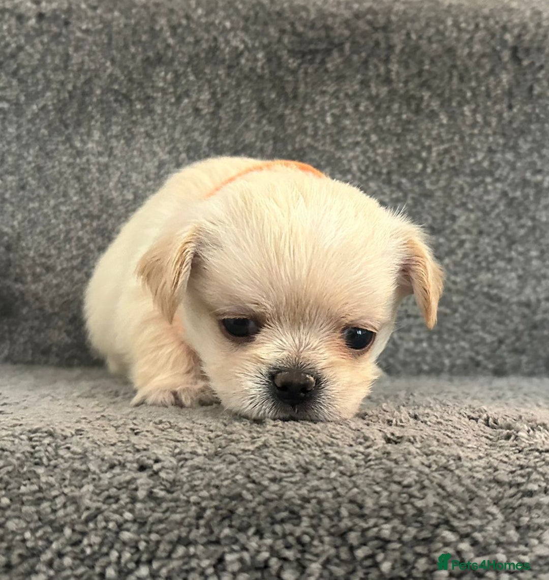 Mixed Breed dogs for sale: 🐾 Adorable Puppies Ready for Forever Homes 🐾 - Advert 4