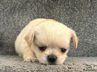 Mixed Breed dogs 🐾 Adorable Puppies Ready for Forever Homes 🐾 - Advert 5