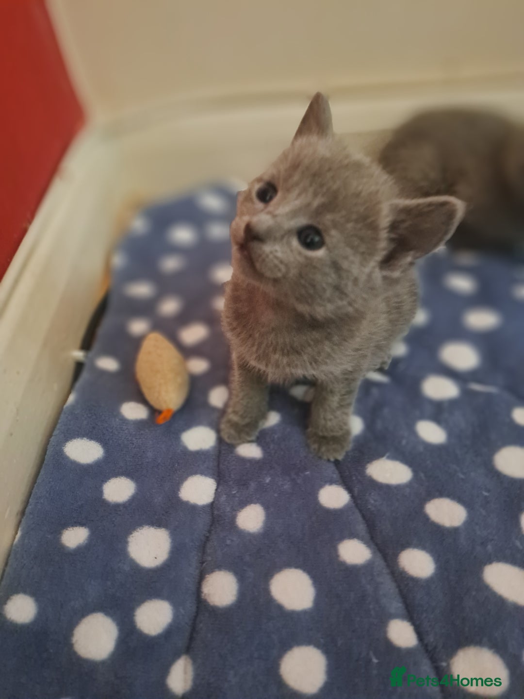 Russian Blue cats for sale: TICA Russian Blue Kittens Pedigree in Derby - Image 7