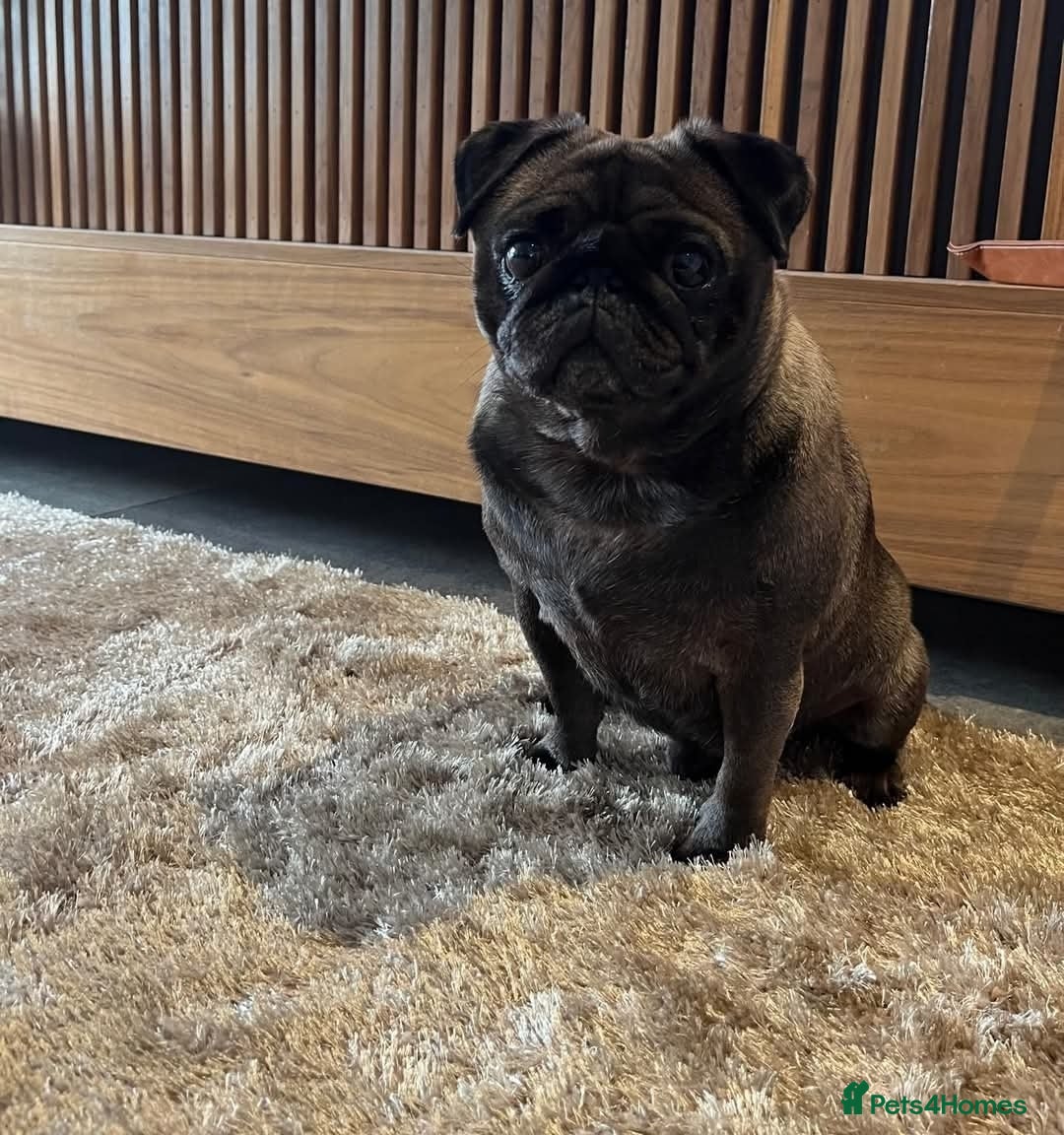 Pug dogs for sale: Stunning Male pug pups - Image 10