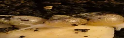 Snails invertebrates for sale: Baby Giant African land snail with temp. set up  - Advert 3