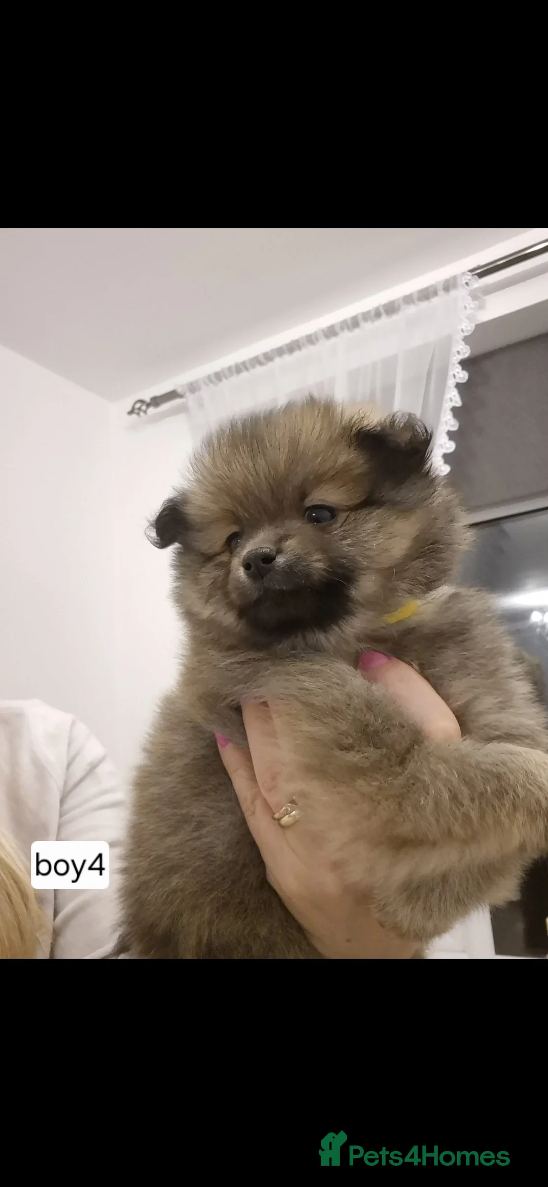 Pomeranian dogs for sale: Puppy pomeranian - Advert 13