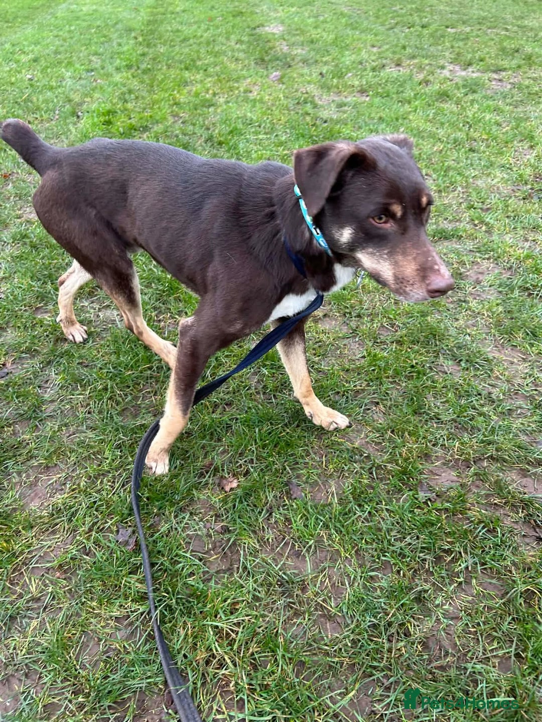 Mixed Breed dogs for adoption: Dobby - Norwich Norfolk  - Advert 5