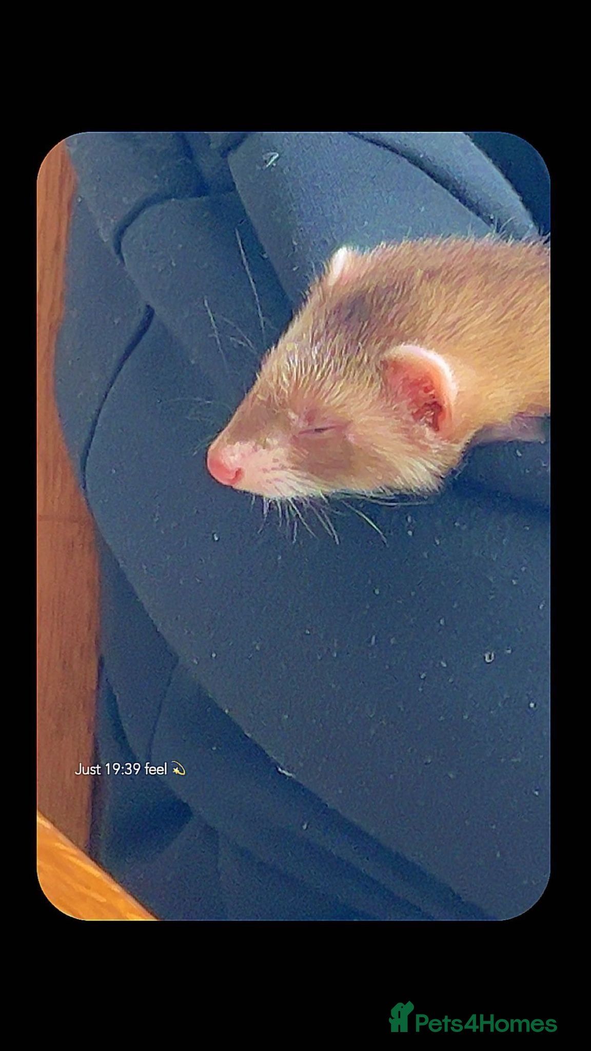 Ferret rodents Two female ferrets  - Advert 4