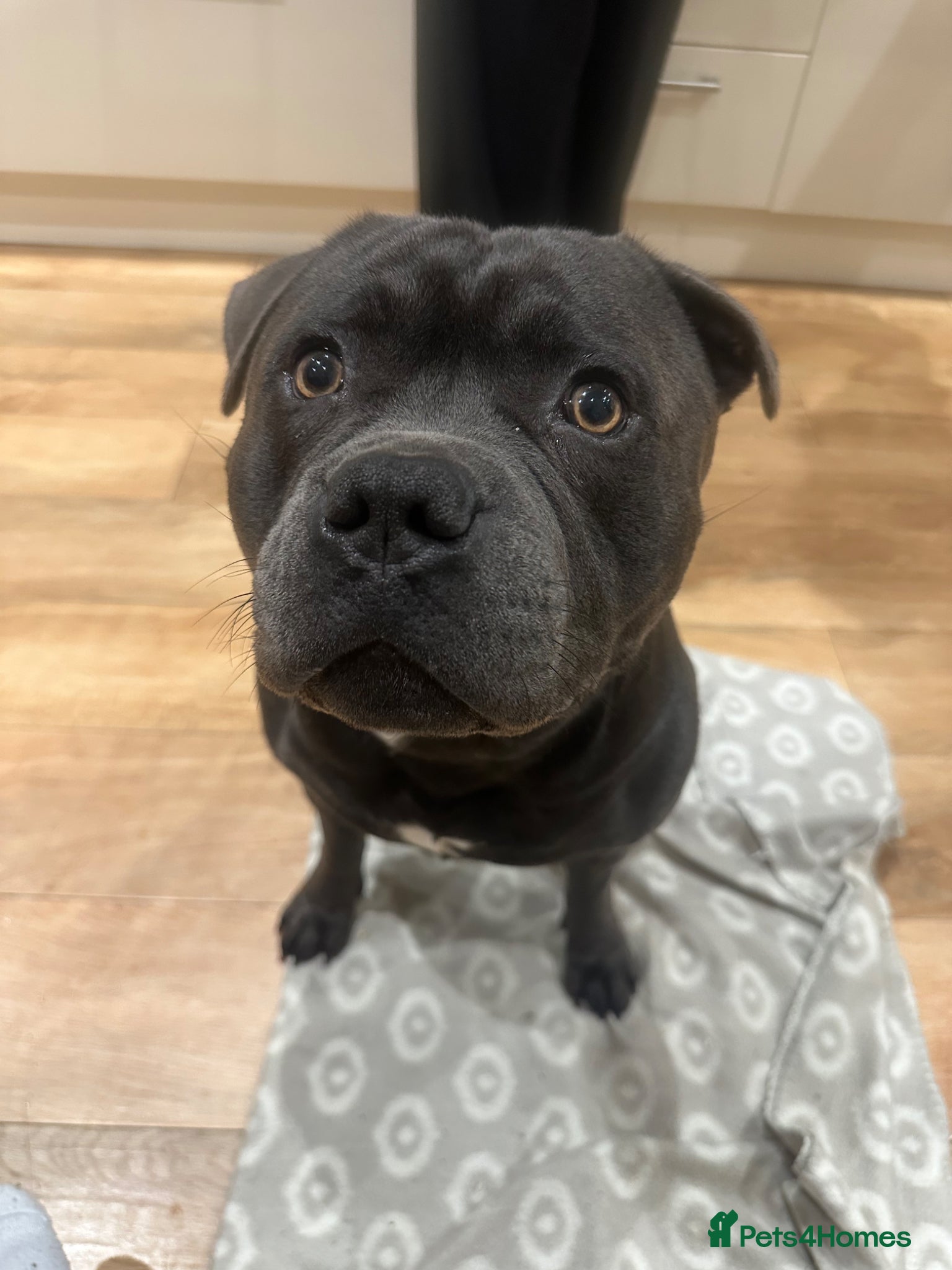 Staffordshire Bull Terrier dogs for stud: Blue Staffordshire Bull Terrier for Stud in Dundee - Advert 5