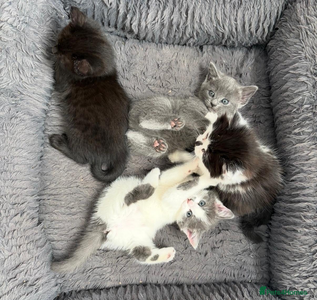 Mixed Breed cats Main coon mix - Advert 2