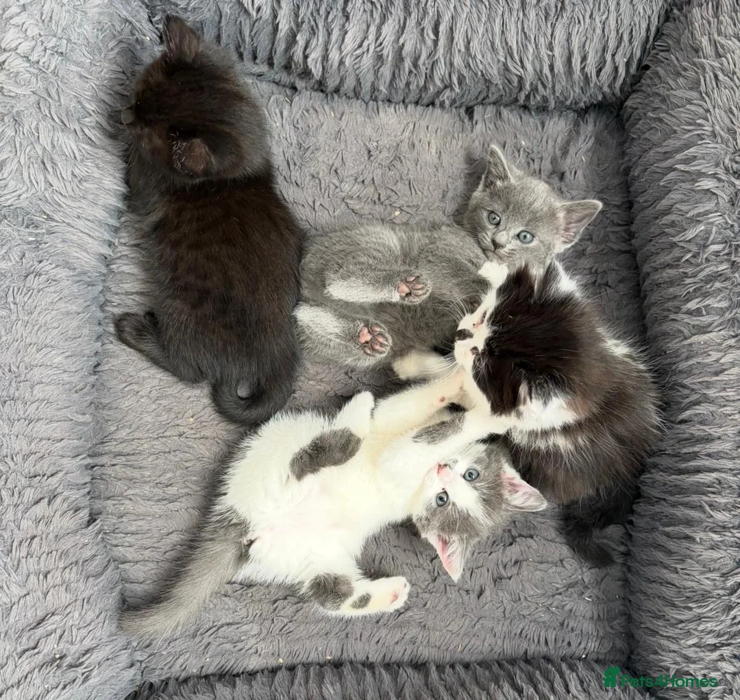 Mixed Breed cats for sale: Main coon mix in Ayr - Advert 2