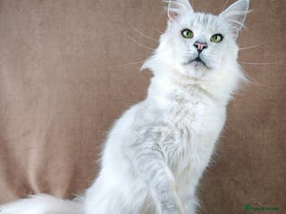 Maine Coon cats ACTIVE REGISTER BOY SHADED LINE - Advert 16