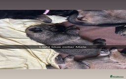 German Shepherd dogs for sale: 10 Germans Shepherd Puppys - Image 7