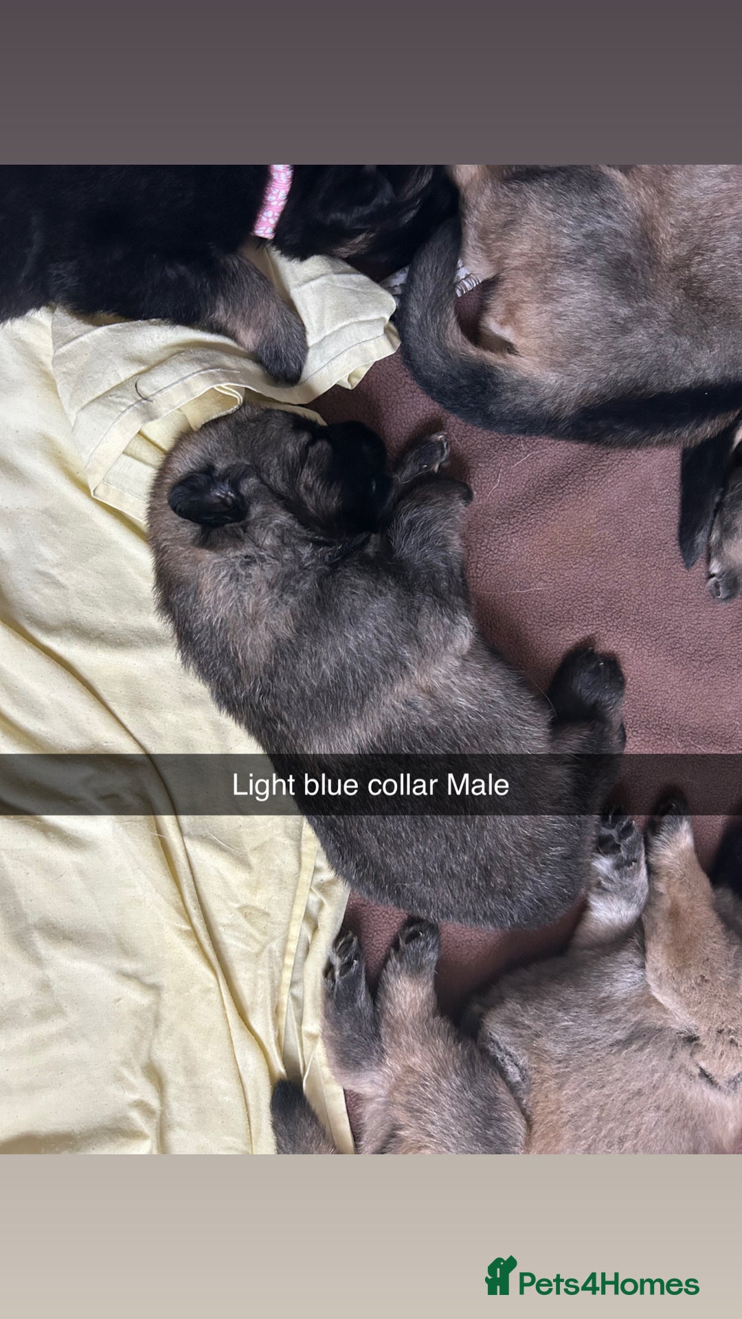 German Shepherd dogs for sale: 10 Germans Shepherd Puppys - Image 7