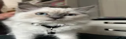 Ragdoll cats for sale: Blue point female ragdoll, ready now  - Advert 4