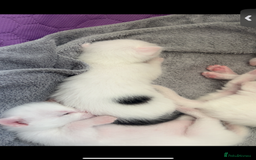 Mixed Breed cats for sale: Kittens  - Advert 7